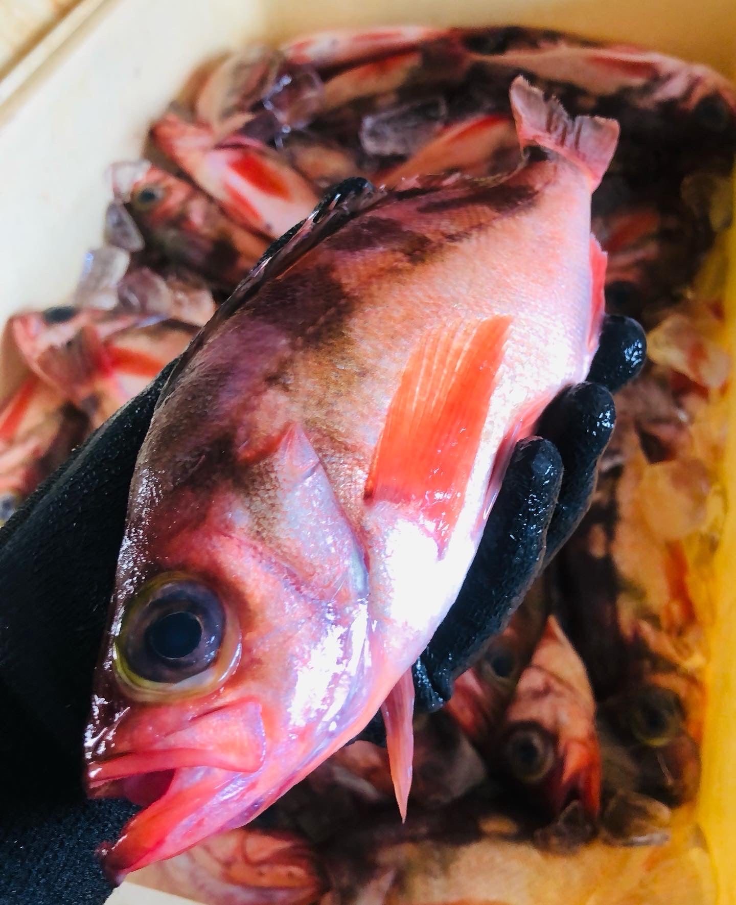 うすめばる(柳ハチメ)の一夜干し3枚セット 浅干し生感覚のひもの アクアパッツアにもおすすめ!