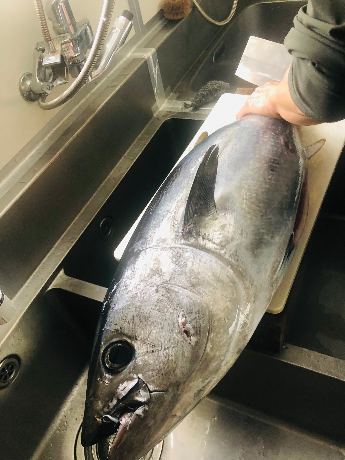 ◉富山の天然夏マグロ 小ぶりな半身まるごとセット(4分割・皮付)カマおまけ付 冷凍セット 全体量約3000g