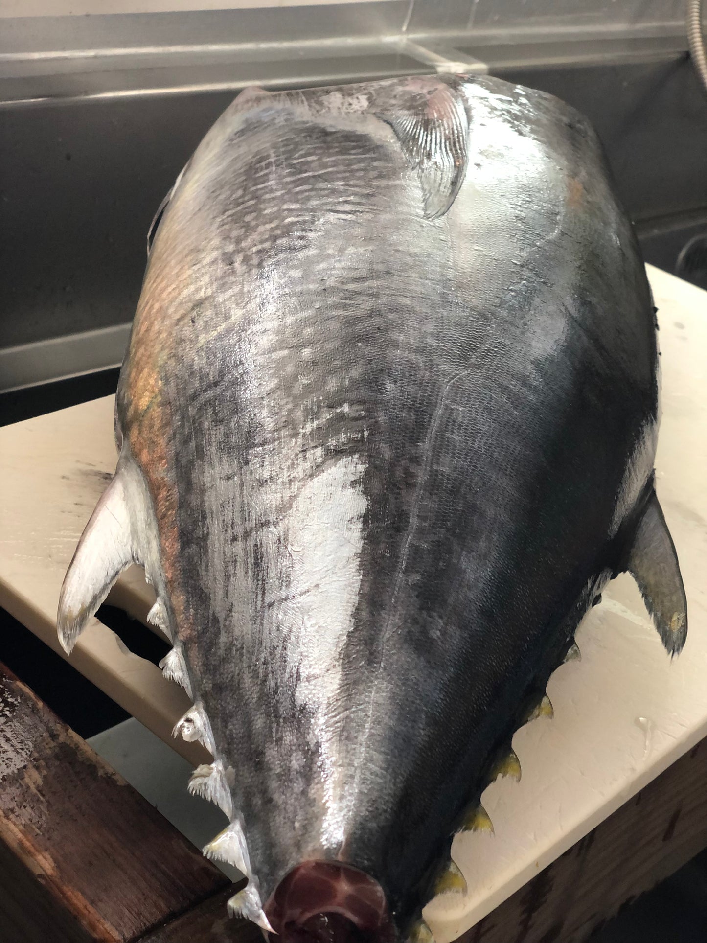 ◉富山の天然夏マグロ 小ぶりな半身まるごとセット(4分割・皮付)カマおまけ付 冷凍セット 全体量約3000g