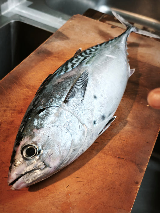 ◉鮮度が良いからこそのスマガツオ!上質な赤身 お刺身用 三枚おろしまるごと1尾分冷凍 600g〜 /1尾