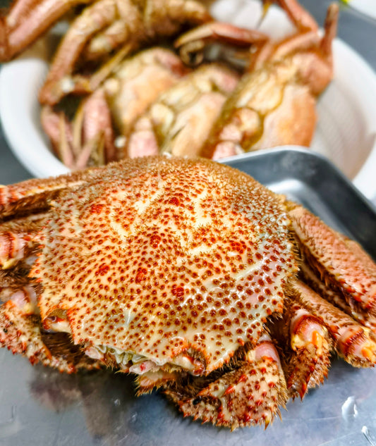 ◉獲れ次第の発送!富山の湯上がり毛蟹さん!2〜3杯大きさミックス合計1kg〜 とれたて活毛蟹を〆て茹でてマイナス60℃で旨み閉じ込めました!