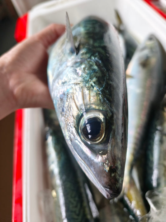 ◉おすすめ!今が旬です。朝どれサバの自家製魚醤干し 大きな半身3pc 骨のまわりお楽しみください!