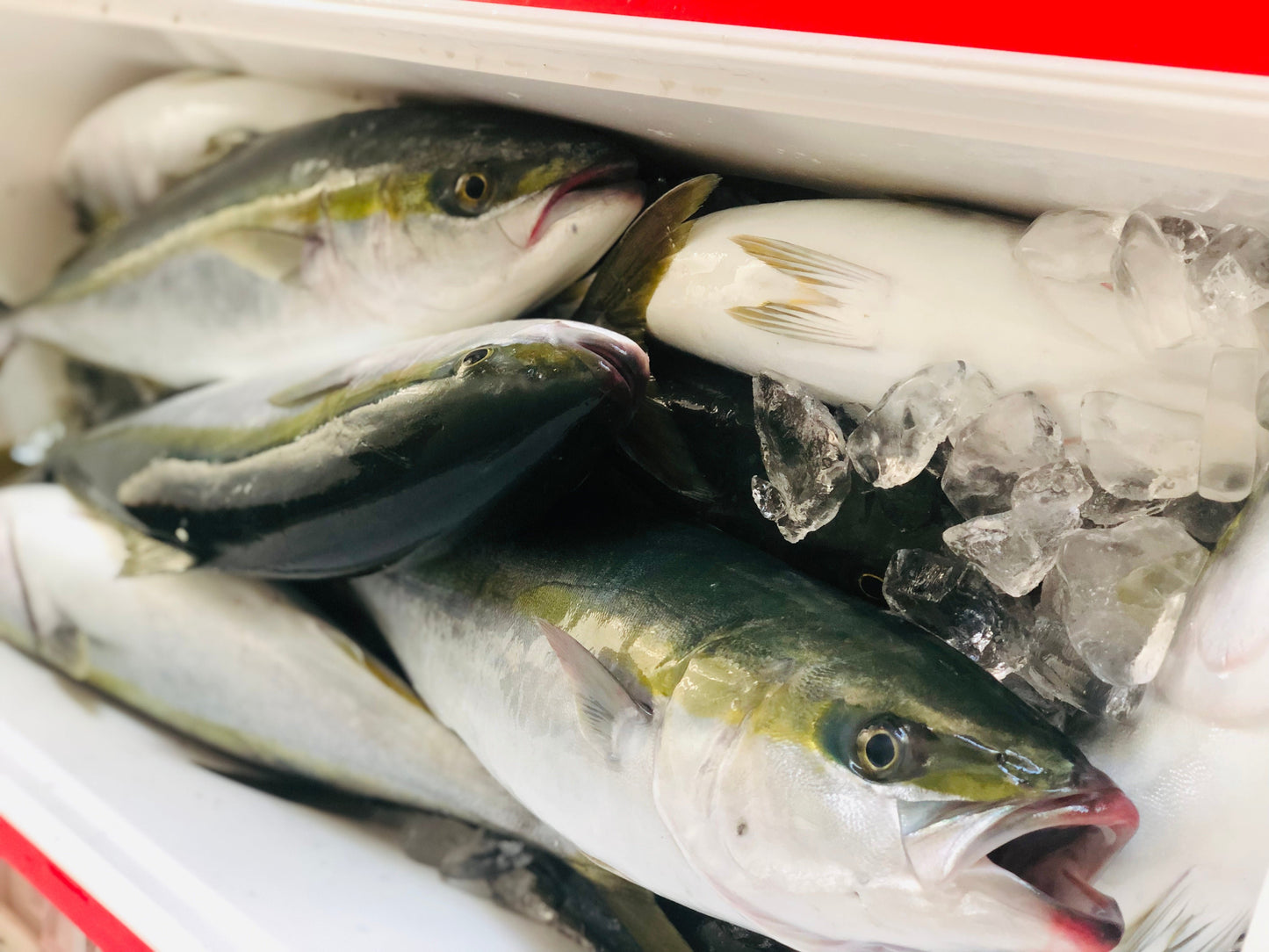 ★おすすめ お得な天然魚の昆布〆3種×各3pcセット! 昆布〆1pcおまけ付 計10pc
