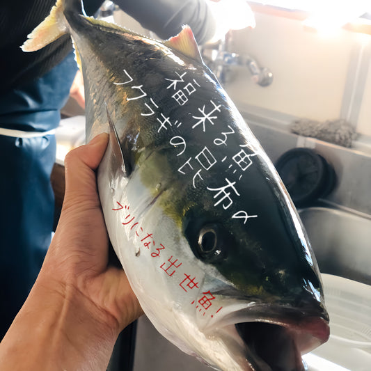 ◉お正月に!富山の縁起魚、福来魚(フクラギ)の昆布〆お得な6pcセット!松前漬け風アレンジもおすすめ!