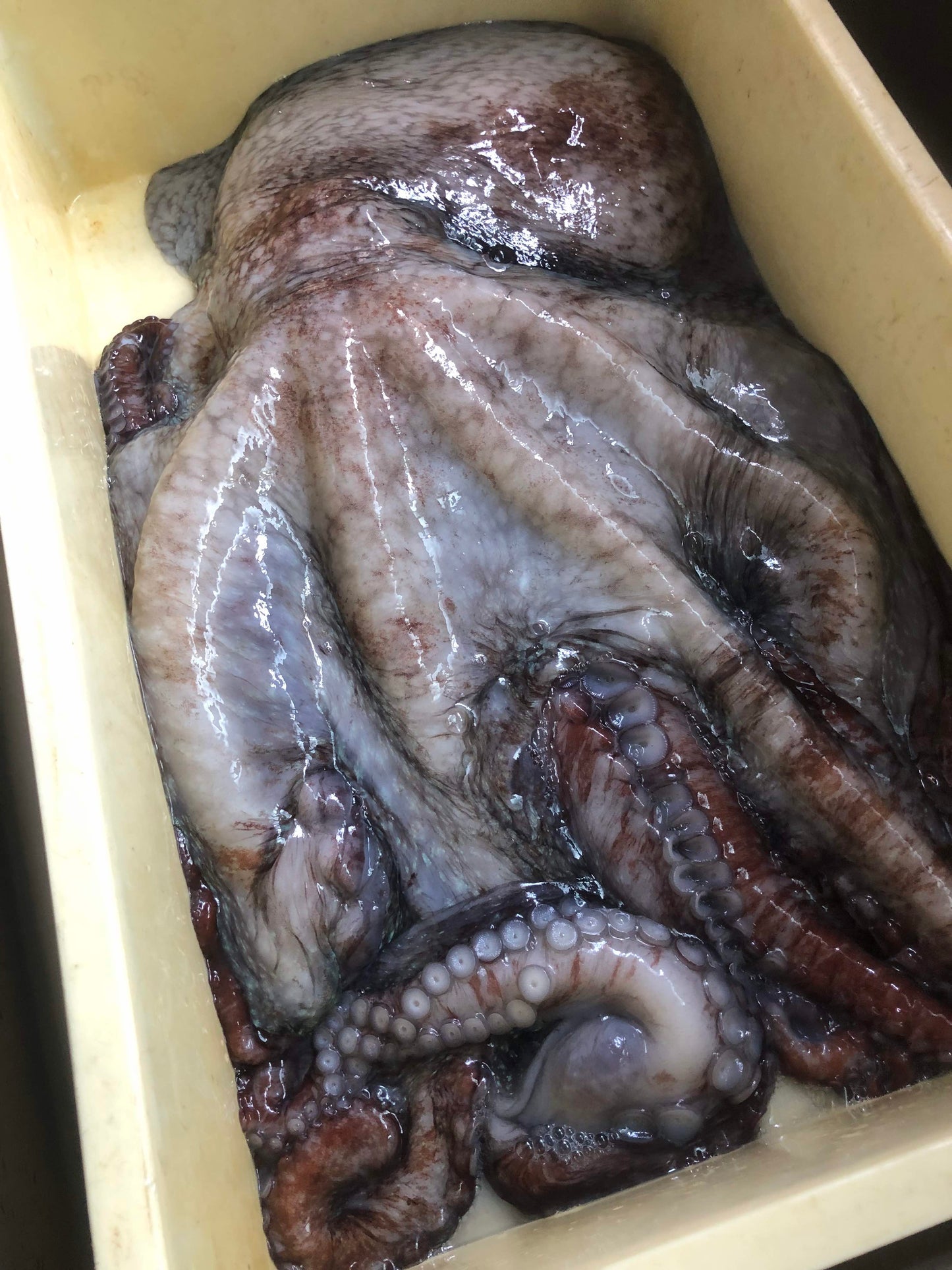 ◉水だこ昆布締め6pc 富山朝日町獲れ! 3つの部位の食感が味わえます! タコの卵漬け珍味のおまけ付