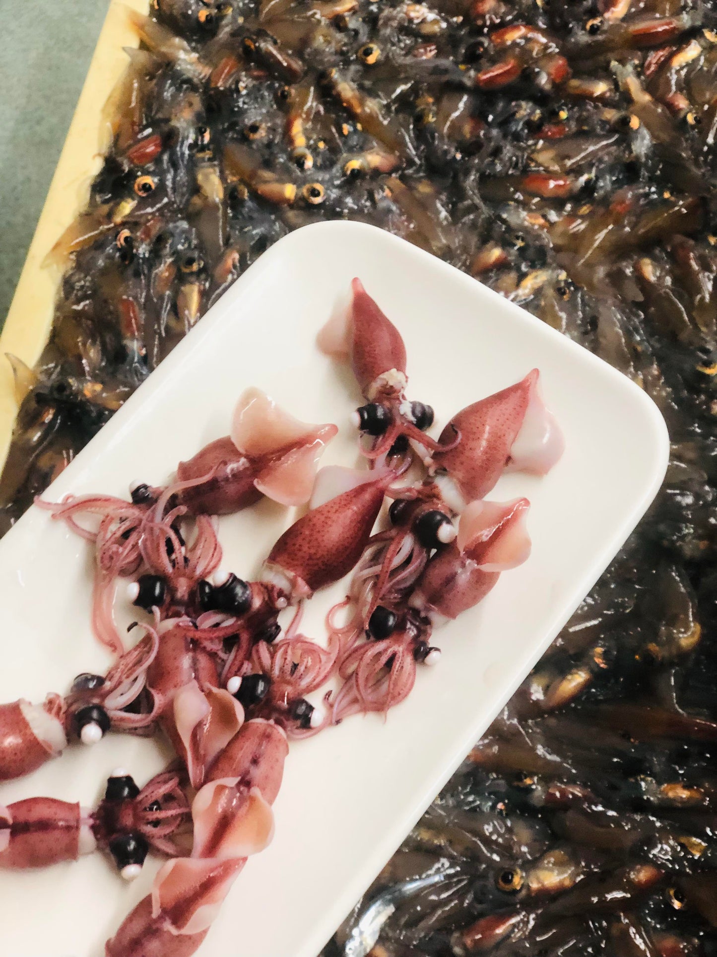 ⚫︎人気!予約商品 富山ホタルイカ生180g×3パック マイナス60℃冷凍品 海洋深層水洗浄品 まるごとお刺身でどうぞ!※4月ごろ発送 ※送料込み商品