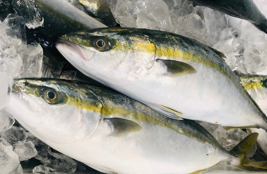 ◉人気!予約販売 順次発送予定 天然ガンドぶりの炙り生ハム 半身分セット(小分け4pc) ぶりになる手前の出世魚 ※順次発送予定 ※送料込み商品