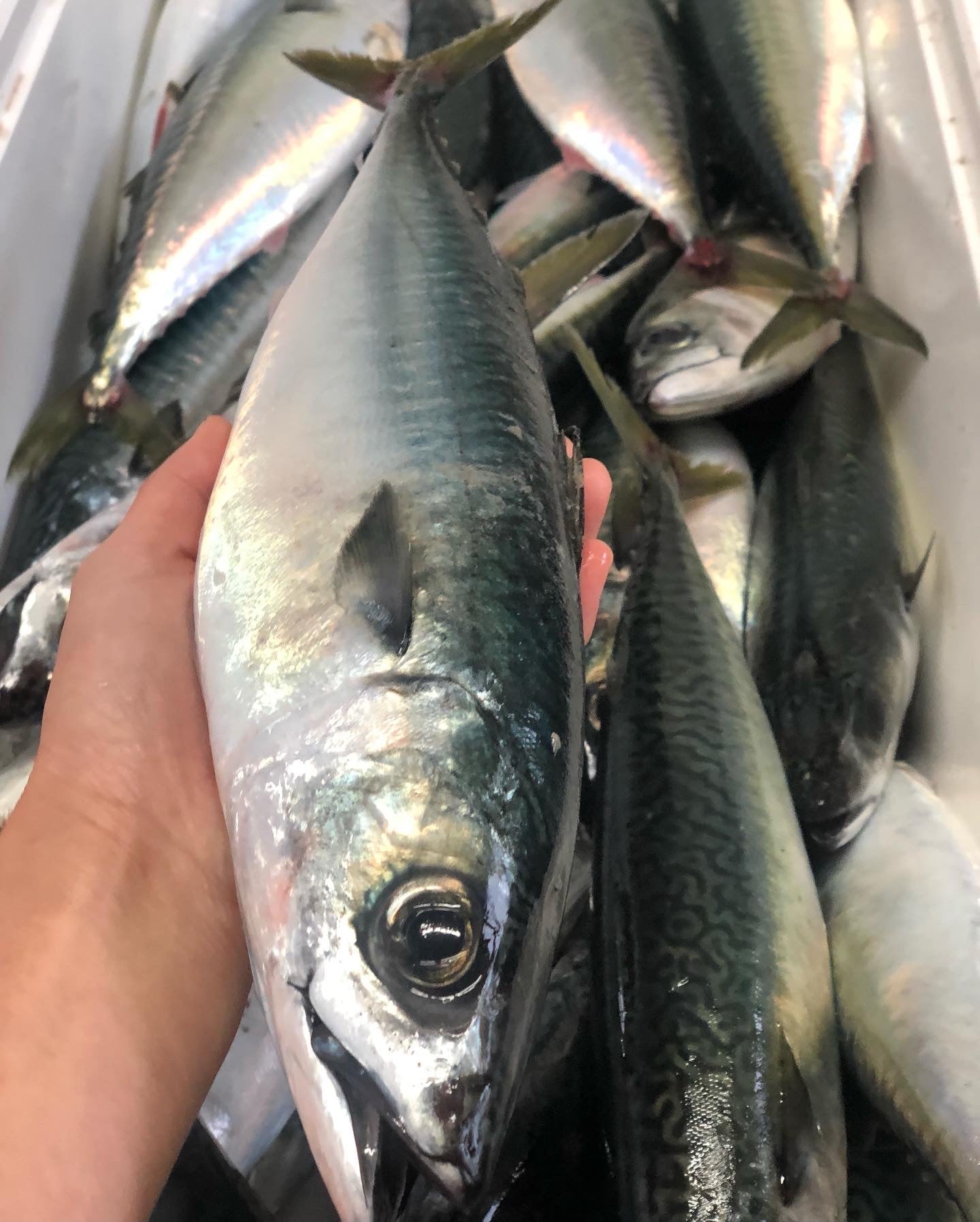 ◉朝獲れサバの昆布〆サバ 半身3pcセット 中〜大サイズ 鮮度を感じるお刺身感覚の浅〆のしめ鯖です