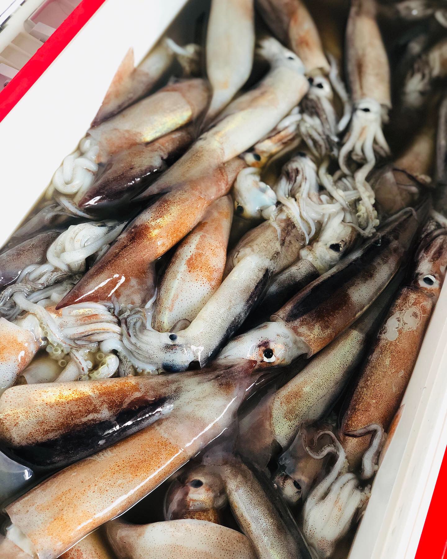 ◉人気!予約販売 まるごと肝付きスルメイカ一夜干し3枚 自家製魚醤仕込み ※3月以降発送予定 ※送料込み商品