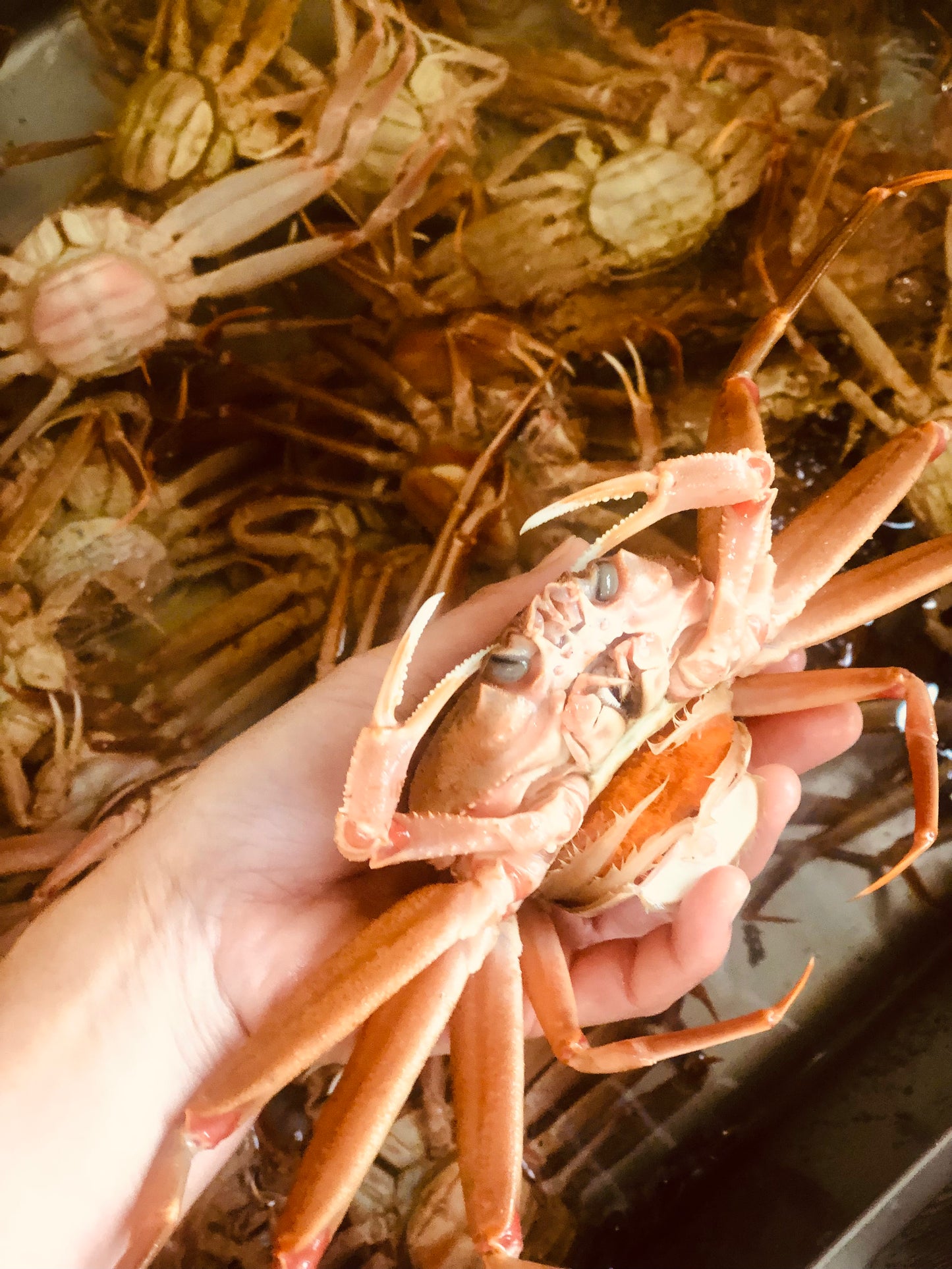 ◉湯上がり香箱3人娘(茹で香箱蟹3杯)今だけの味わい 冷凍発送