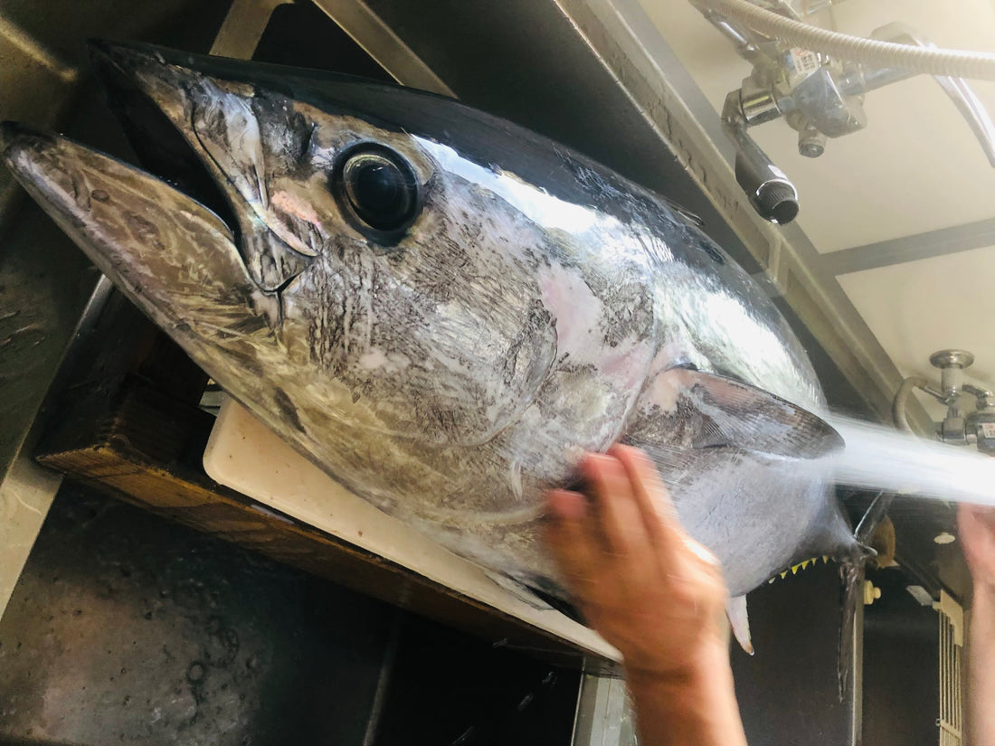 釣りもの天然富山まぐろ　部位いろいろセット