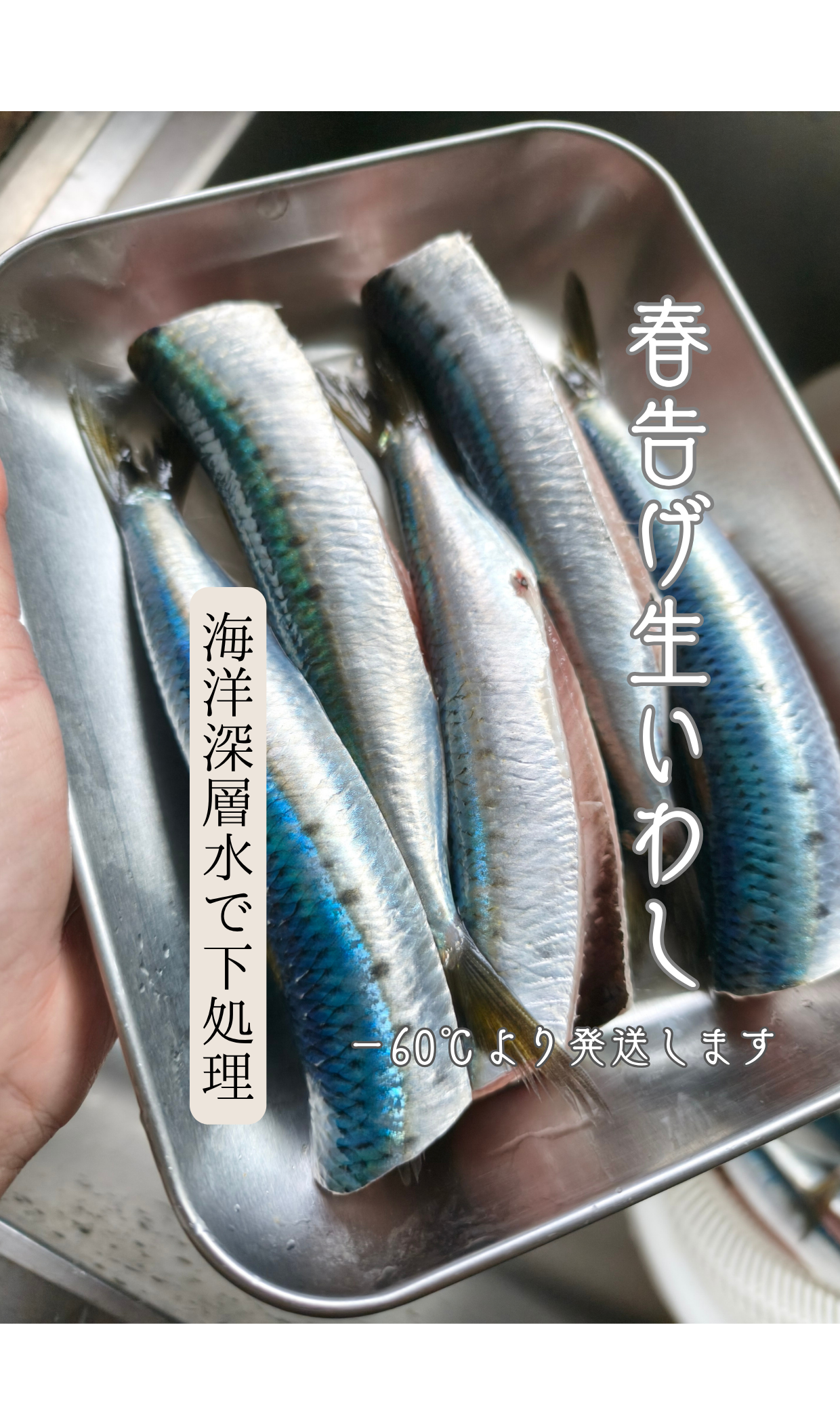 ◉おすすめ！旬です！海洋深層水〆！春の生イワシ5尾入　お刺身に！　獲れたてを頭と内臓外して−60℃冷凍！