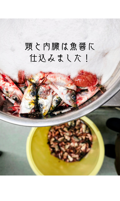 ◉おすすめ！旬です！海洋深層水〆！春の生イワシ5尾入　お刺身に！　獲れたてを頭と内臓外して−60℃冷凍！