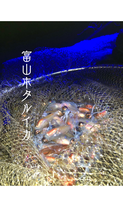 ◉おすすめ！今が旬です！富山ホタルイカ生180g×お得な6パック　マイナス60℃冷凍品　海洋深層水洗浄品　まるごとお刺身でどうぞ！