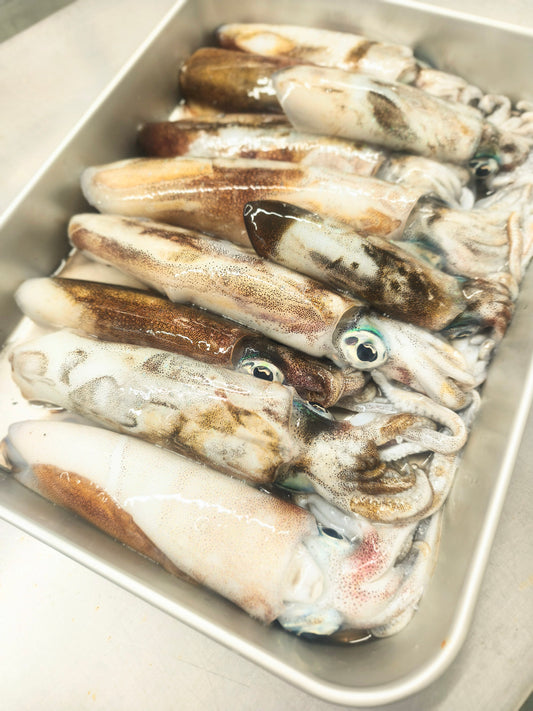 釣りたてをまるごと超低温冷凍　天然アオリイカ　大きさミックス3杯　合計800g以上　イカの王様！