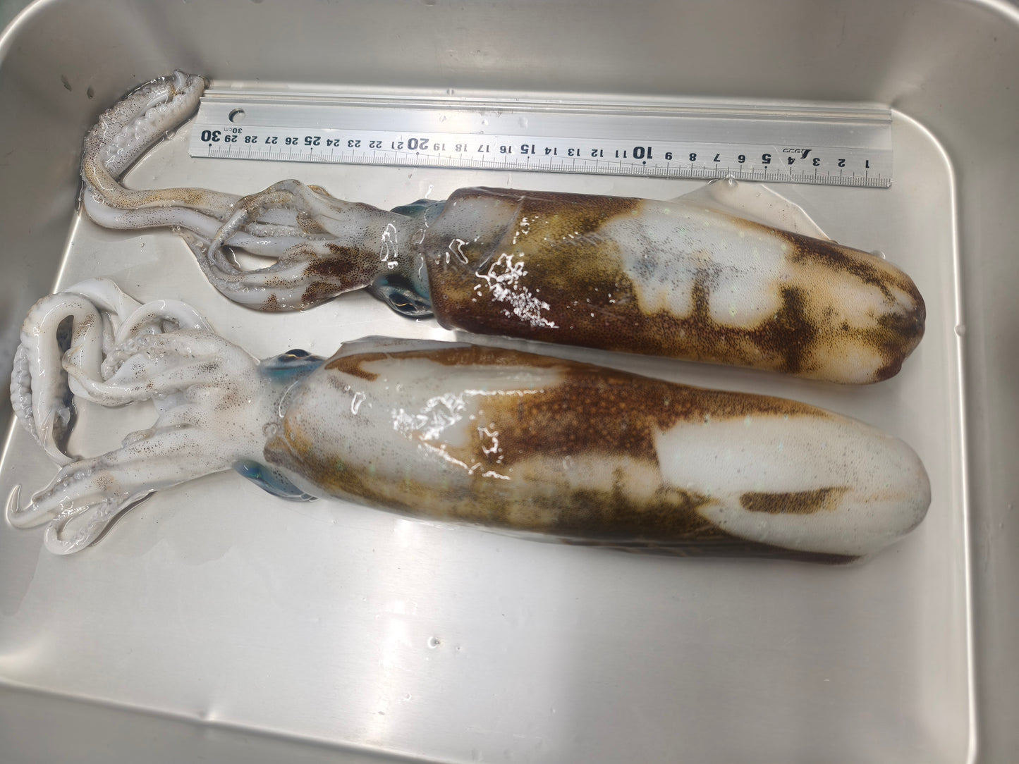 釣りたてをまるごと超低温冷凍　天然アオリイカ　大きさミックス3杯　合計800g以上　イカの王様！