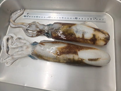 釣りたてをまるごと超低温冷凍　天然アオリイカ　大きさミックス3杯　合計800g以上　イカの王様！