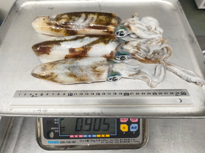 釣りたてをまるごと超低温冷凍　天然アオリイカ　大きさミックス3杯　合計800g以上　イカの王様！
