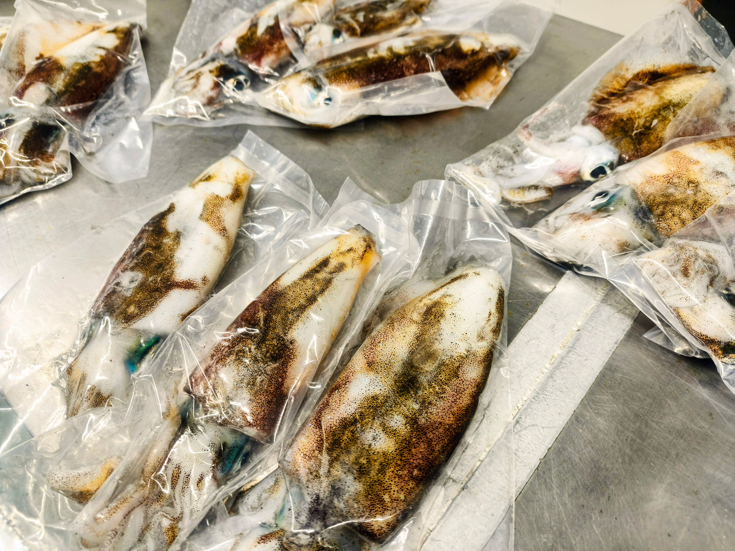 釣りたてをまるごと超低温冷凍　天然アオリイカ　大きさミックス3杯　合計800g以上　イカの王様！