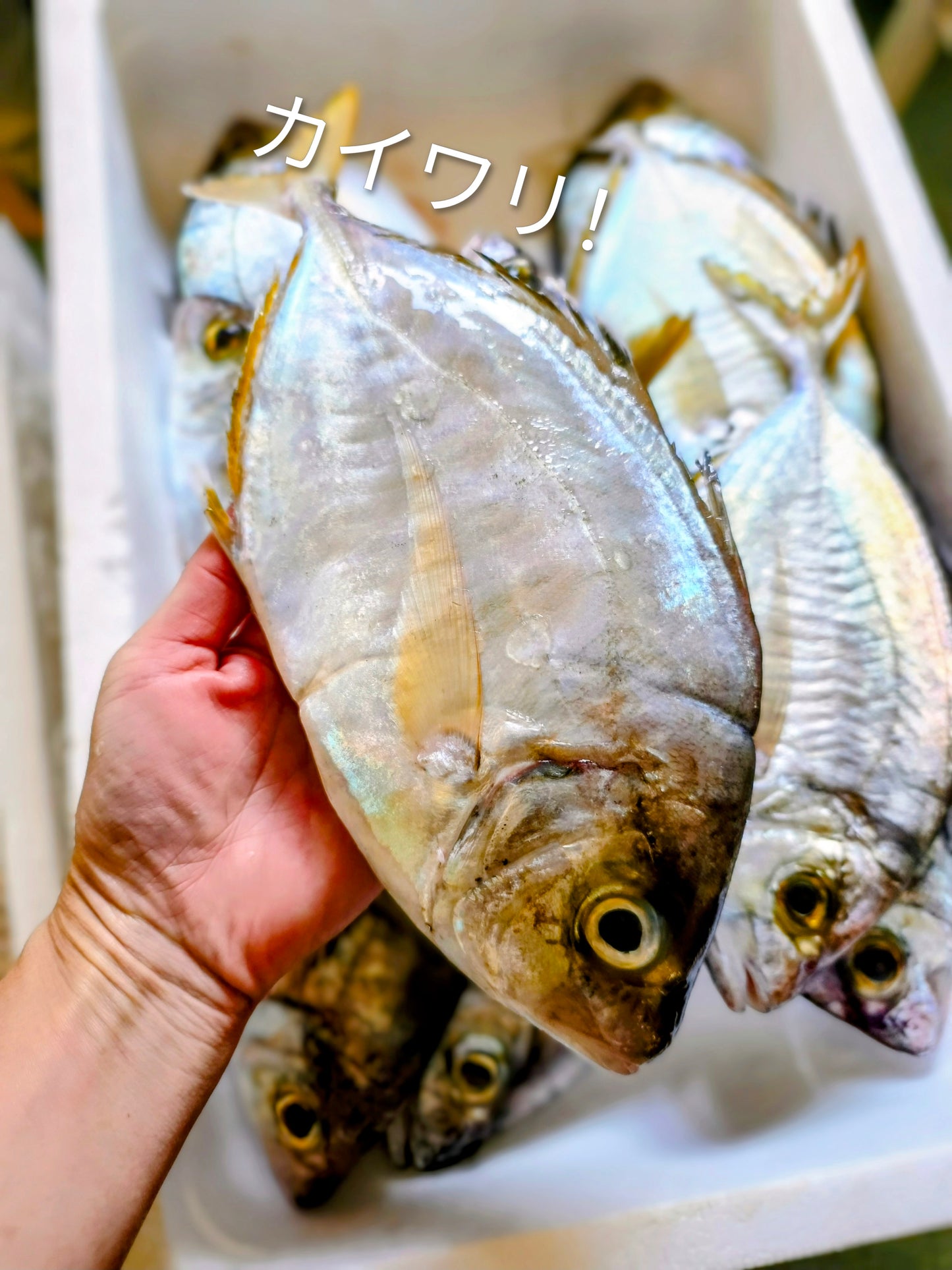 ◉富山の天然魚昆布じめ3種×各3pcセット！　昆布〆1pcおまけ付　計10pc　昆布締めではめずらしい魚たちです！