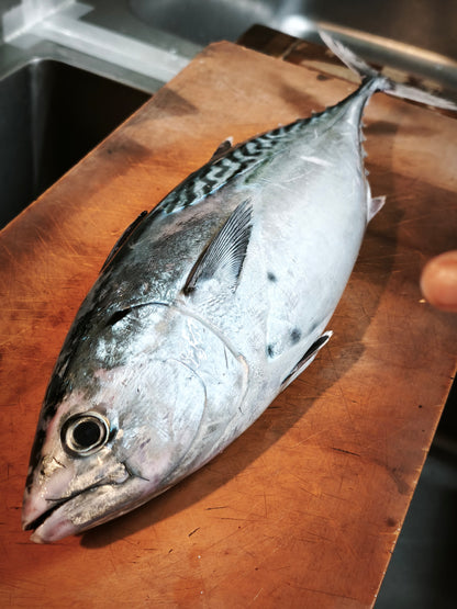 ◉鮮度が良いからこそのスマガツオ！上質な赤身　お刺身用　三枚おろしまるごと1尾分冷凍　600g〜 /1尾