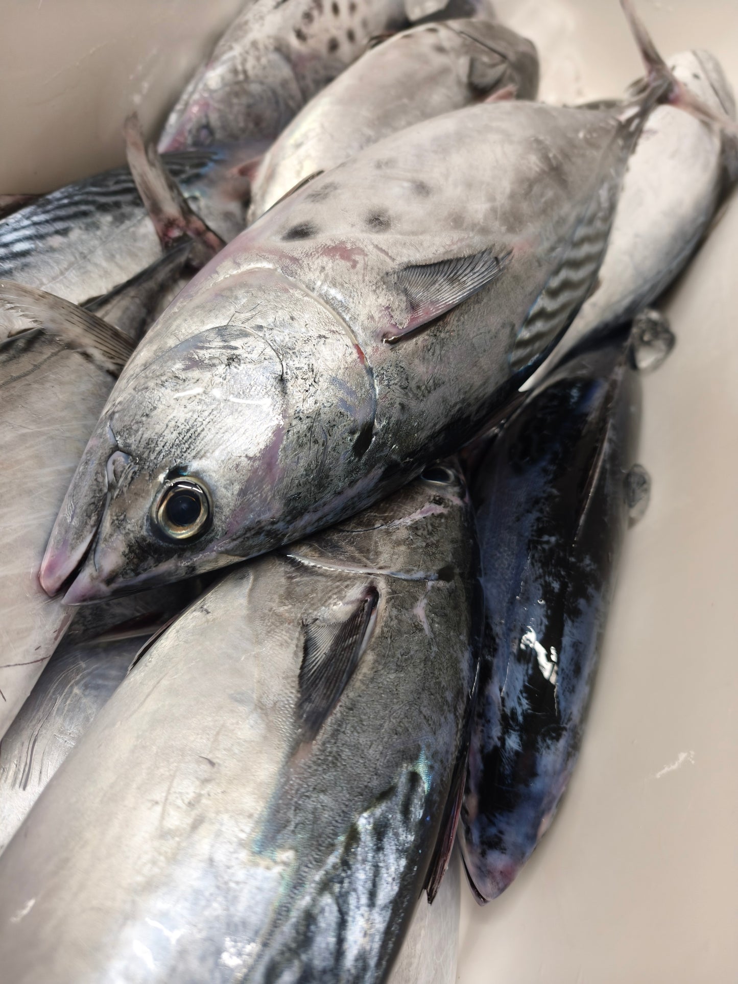 ◉鮮度が良いからこそのスマガツオ！上質な赤身　お刺身用　三枚おろしまるごと1尾分冷凍　600g〜 /1尾