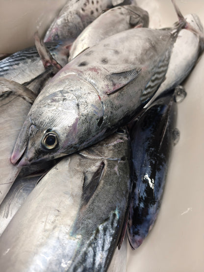 ◉鮮度が良いからこそのスマガツオ！上質な赤身　お刺身用　三枚おろしまるごと1尾分冷凍　600g〜 /1尾