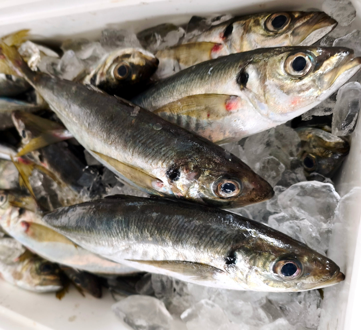 ◉朝獲れアジの昆布酢じめ　半身2枚入り3pcセット　中大サイズ　鮮度を感じるお刺身感覚の浅酢〆のアジです