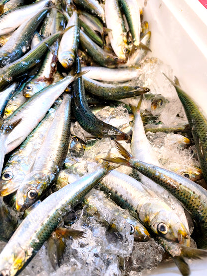 ◉おすすめ！朝獲れ　春告イワシの酢漬け　3尾分入り×3pcセット　洋にも和にもアレンジ次第