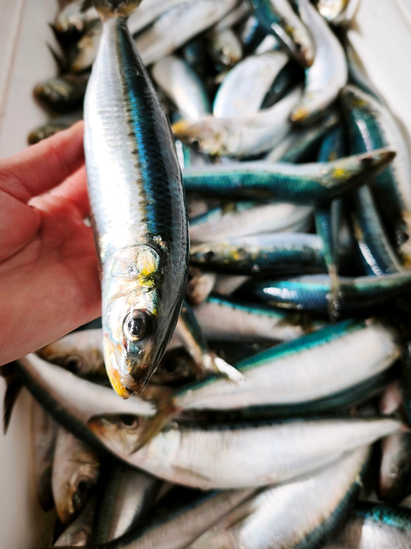 ◉おすすめ！旬です！海洋深層水〆！春の生イワシ5尾入　お刺身に！　獲れたてを頭と内臓外して−60℃冷凍！