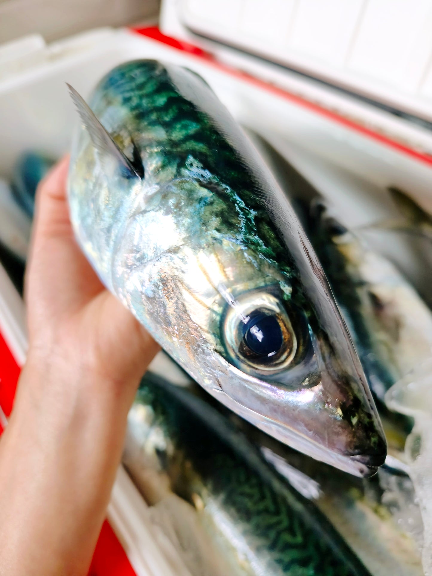 ◉おすすめ！今が旬です。朝獲れサバの昆布〆サバ　半身3pcセット　大中サイズ　鮮度を感じるお刺身感覚の浅〆のしめ鯖です