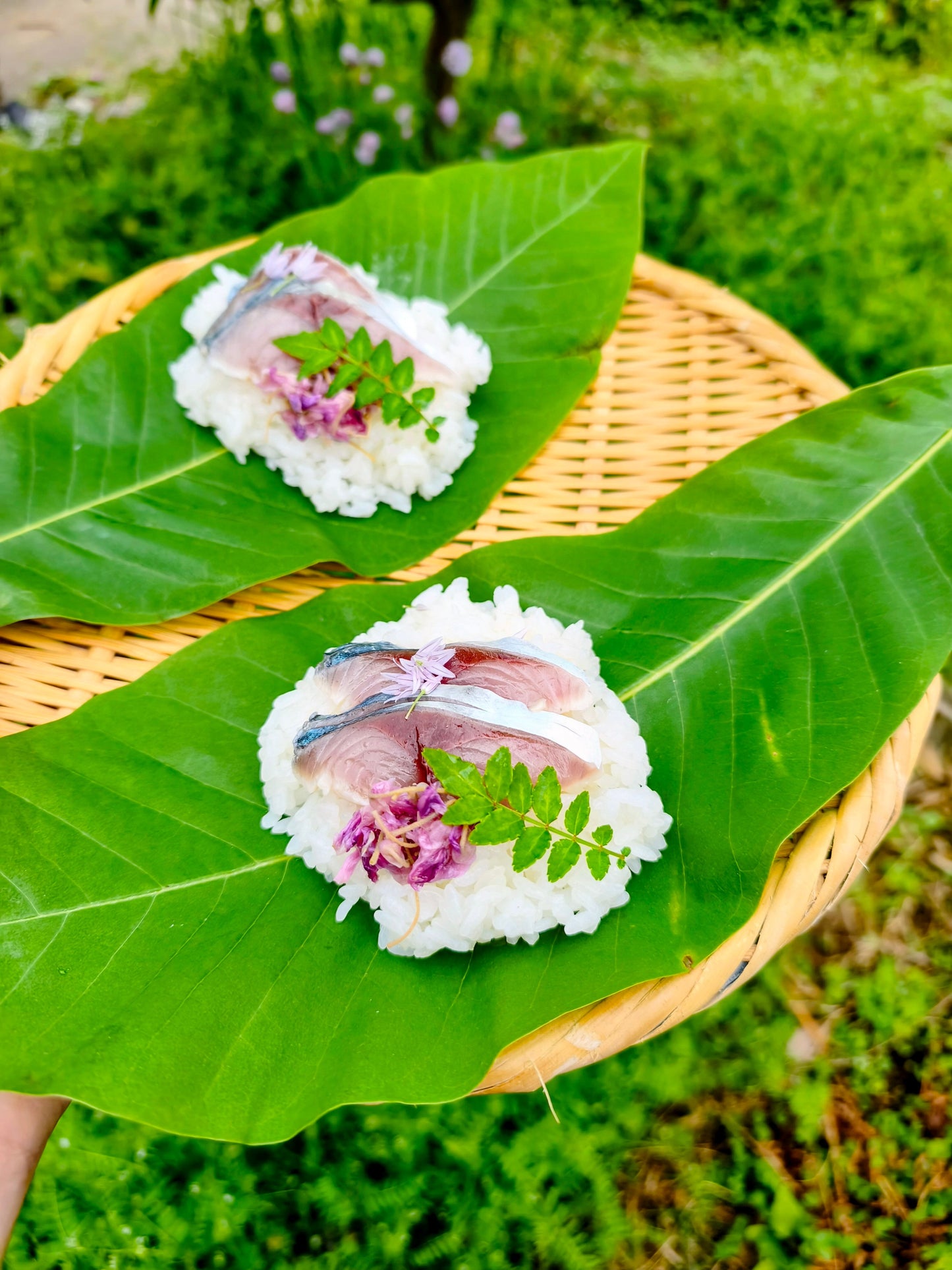 ◉おすすめ！今が旬です。朝獲れサバの昆布〆サバ　半身3pcセット　大中サイズ　鮮度を感じるお刺身感覚の浅〆のしめ鯖です