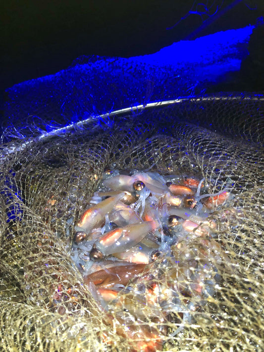 ◉おすすめ！今が旬です！富山ホタルイカ生180g×お得な6パック　マイナス60℃冷凍品　海洋深層水洗浄品　まるごとお刺身でどうぞ！