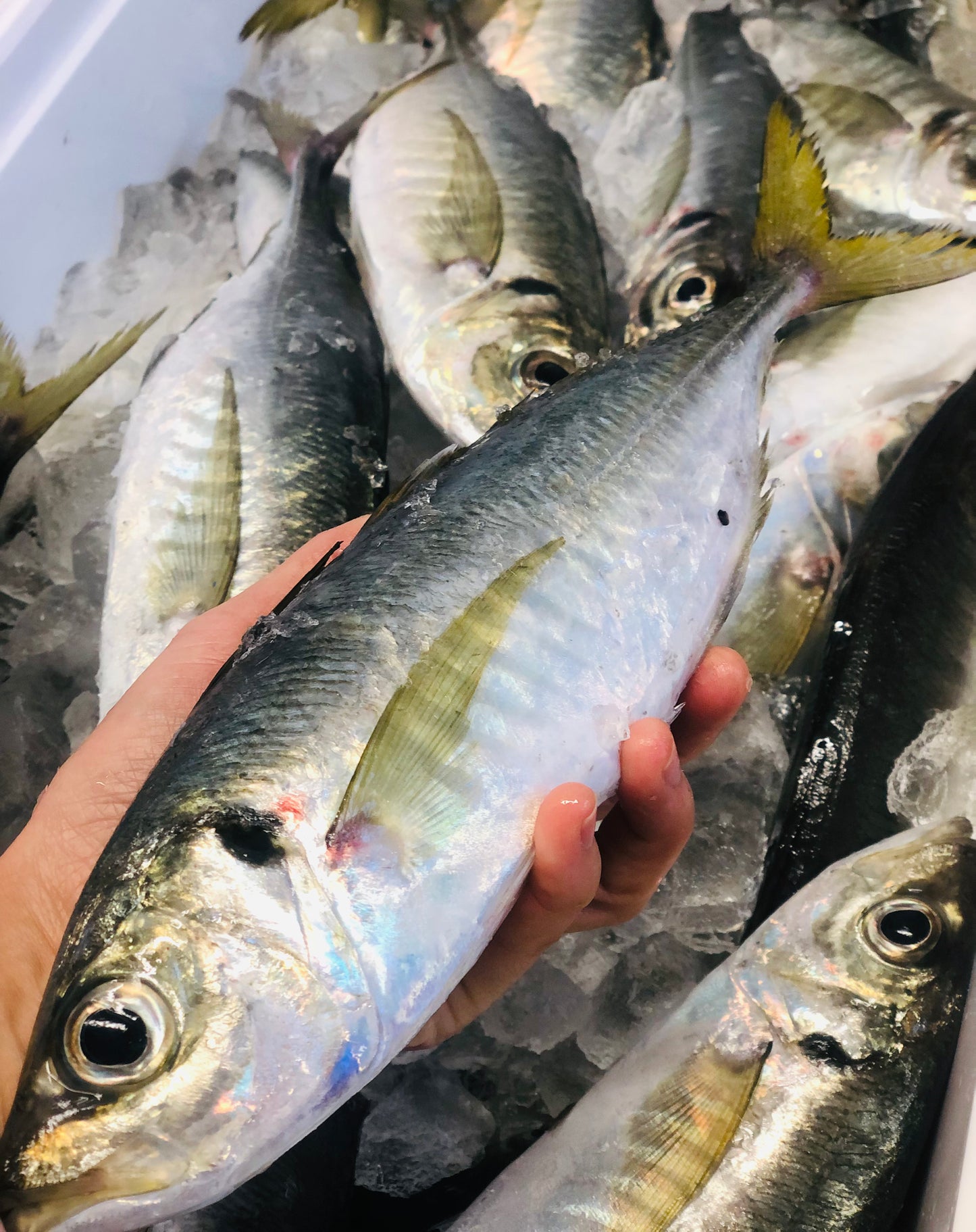 ★食べ応えの大ぶりサイズ！鯵の魚醤干し3枚　とれたて刺身用鯵で作る自家製魚醤の一夜干し　鮮度を感じる干物！