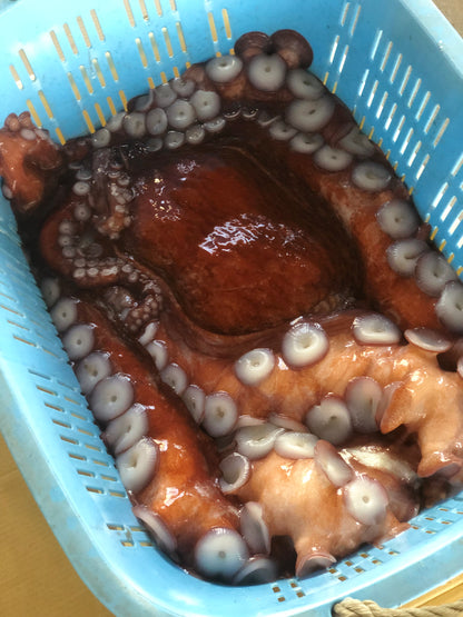 ◉水だこ昆布締め6pc 　富山朝日町獲れ！ 3つの部位の食感が味わえます！　タコの卵漬け珍味のおまけ付