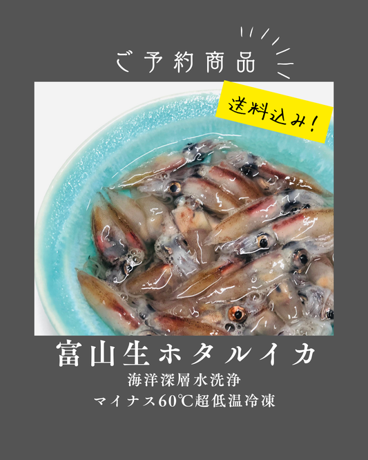 ◉人気！予約商品　富山ホタルイカ生180g×3パック　マイナス60℃冷凍品　海洋深層水洗浄品　まるごとお刺身でどうぞ！※4月ごろ発送　※送料込み商品