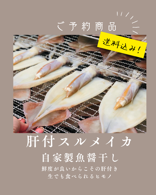 ◉人気！予約販売　まるごと肝付きスルメイカ一夜干し3枚　自家製魚醤仕込み　※3月以降発送予定　※送料込み商品