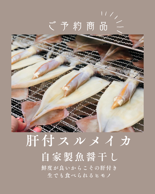 ◉人気！予約販売　大サイズ！肝付きスルメイカ一夜干し　自家製魚醤仕込み　※3月〜製造販売品です