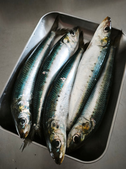 ◉おすすめ！旬です！海洋深層水〆！春の生イワシ5尾入　お刺身に！　獲れたてを頭と内臓外して−60℃冷凍！
