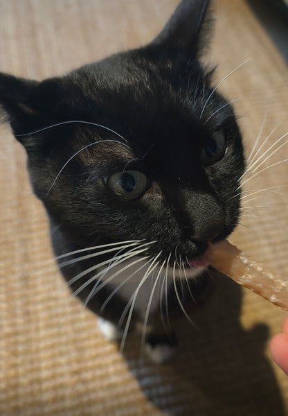 猫ちゃんおやつ　天然素材　無添加『エソ素干し』　お試し品　※猫飼いのお客様へのお試し品（袋代のみ）