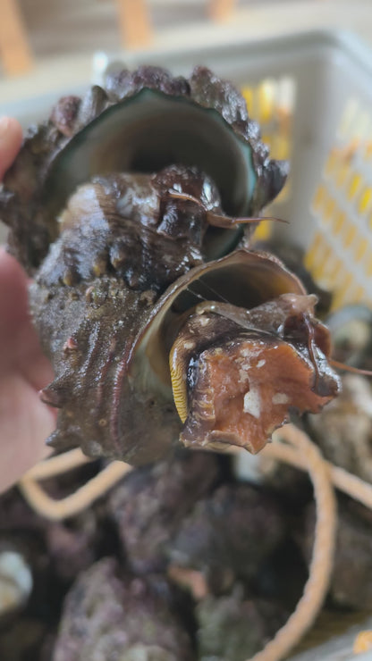 ◉おすすめ！いまが旬の昆布締め！サザエの昆布締め3pcセット　いまだけの限定商品です。