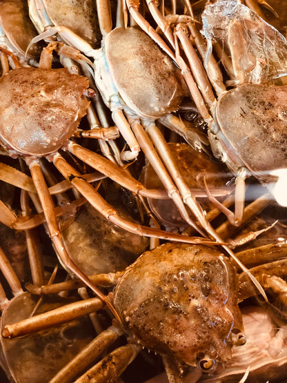 ◉湯上がり香箱3人娘（茹で香箱蟹３杯）今だけの味わい　冷凍発送