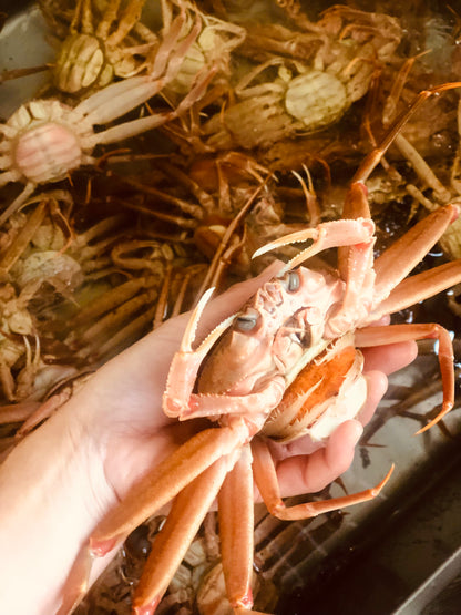 ◉湯上がり香箱3人娘（茹で香箱蟹３杯）今だけの味わい　冷凍発送